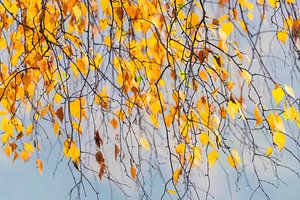 feuilles de bouleau dorées dans le gris du brouillard