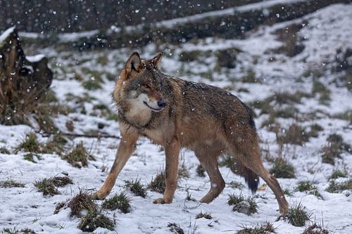 grey wolves in the snow