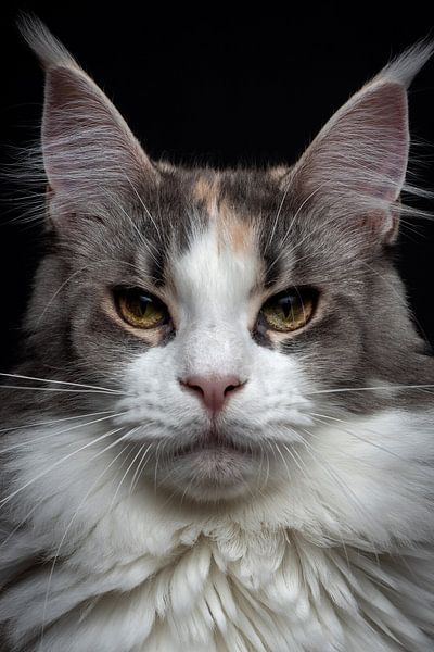 Nahaufnahme einer Maine Coon-Katze von Nikki IJsendoorn