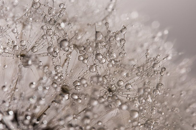 Droplets lie on a ball of fluff by Marjolijn van den Berg