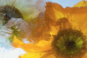 Isländischer Mohn in Eis 2022 - 1