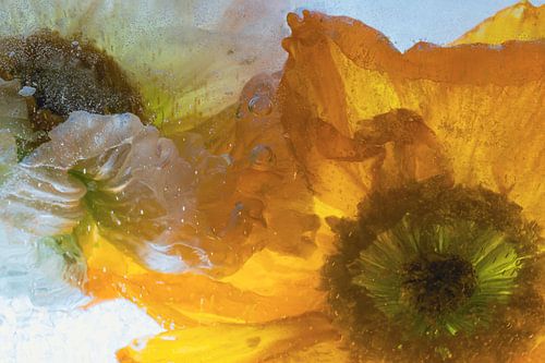 Pavot d'Islande dans la glace 2022 - 1