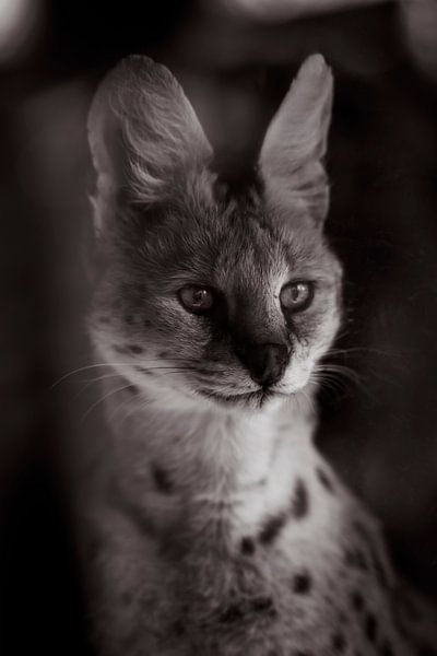 #serval by Griet Vloebergh