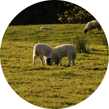 Lammetjes die gezellig samen eten in de avondzon . van Licht! Fotografie