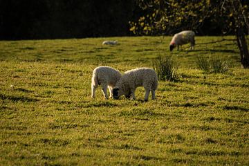 Lamb  grass eating together in the evening sun . by Licht! Fotografie