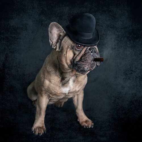 Gangster Bulldog