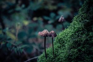 paddenstoel van b.dutch