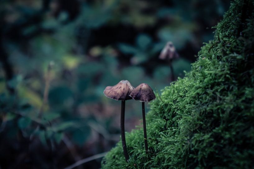 champignon par b.dutch