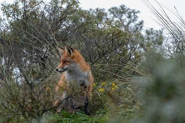 Fox sur Merijn Loch