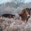 Poney Exmoor en hiver sur Kim de Groot