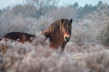 Exmoor-Pony im Winter von Kim de Groot