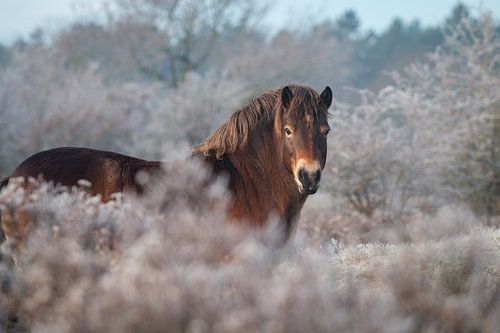 Exmoor pony in winter
