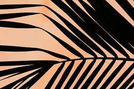 PALMBLAADJES 2 van Miroslav Ptacek