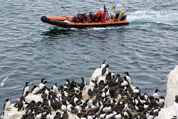 Overvolle boten arriveren op de overvolle Farne eilanden van Michelle Peeters