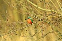 IJsvogel