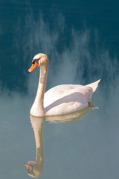 Der Schwan im Nebel / The swan in the fog van Michael Nägele