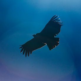 Vliegende Condor in Peru van Martin Stevens