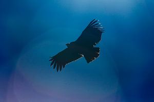 Fliegender Kondor in Peru von Martin Stevens