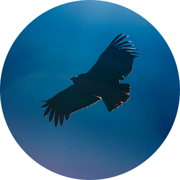 Vliegende Condor in Peru van Martin Stevens