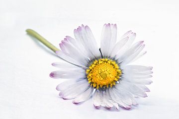 Daisy on a white background by Elianne van Turennout