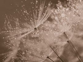 Tröpfchen glitzern im Licht auf dem Flaum von Marjolijn van den Berg