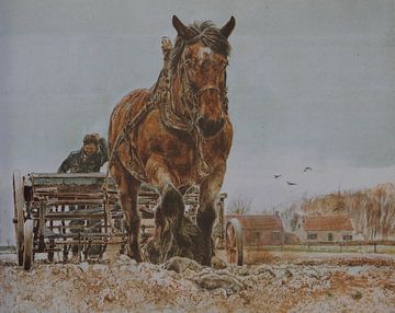 Paardenliefde is universeel van Wim Romijn