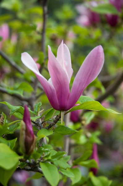 Bloeiende Magnolia van Margot van den Berg