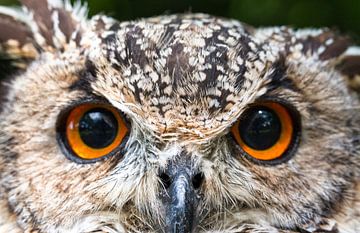 Pasfoto van de ransuil van Natuurpracht   Kees Doornenbal