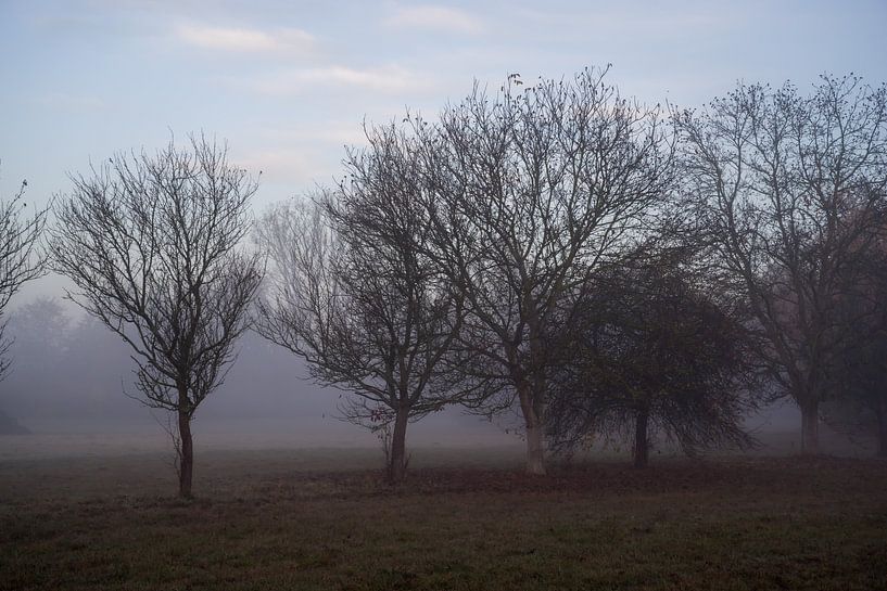 Obstwiese im Oktober von Thomas Riess