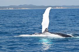 Speelse silhouet van een bultrug van Bianca Bianca