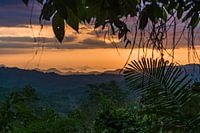 Jungle window