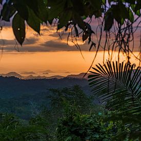 Jungle window van Jonathan Krijgsman