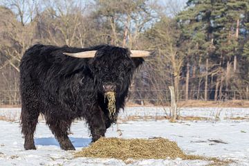 Zwarte schotse hooglander stier eet hooi in weide met sneeuw van Ben Schonewille