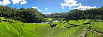 Helder groene rijst velden van Ducligan (Filipijnen) van Laurens Coolsen