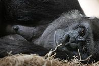 Maternal gorilla love by Triki Photography thumbnail