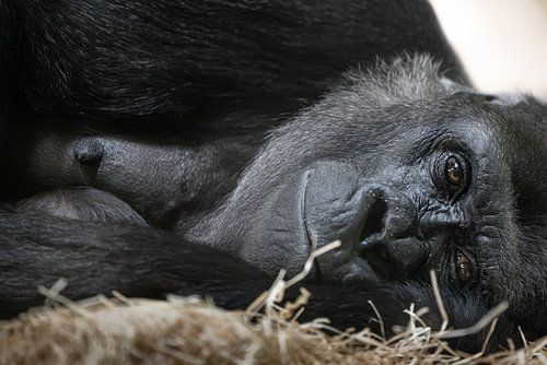 Mütterliche Gorillaliebe von Triki Photography