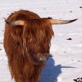 Vache Highland en hiver (2 de 3) sur Hans Stuurman