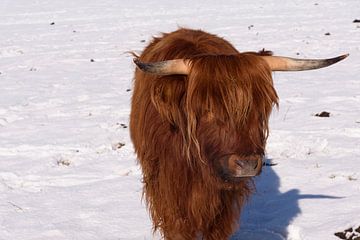Highland cow in winter (2 van 3) van Hans Stuurman