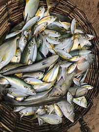 Fish in basket sri lanka by stephanie van gent