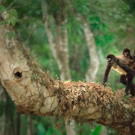 Spinaap en haar baby in de Mexicaanse jungle van Edgar Bonnet-behar