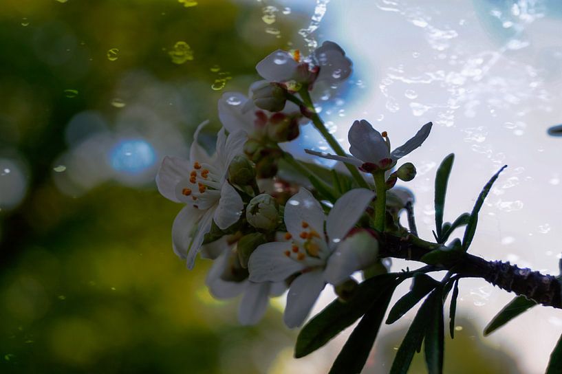 Witte bloemen by Jane Changart