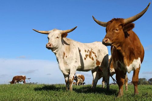 Longhorn 11