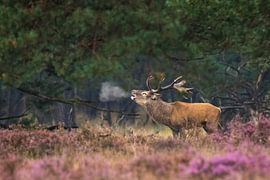 Bronze by Sander Meertins
