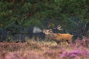 Bronst van Sander Meertins