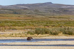 Brown bear sur Menno Schaefer