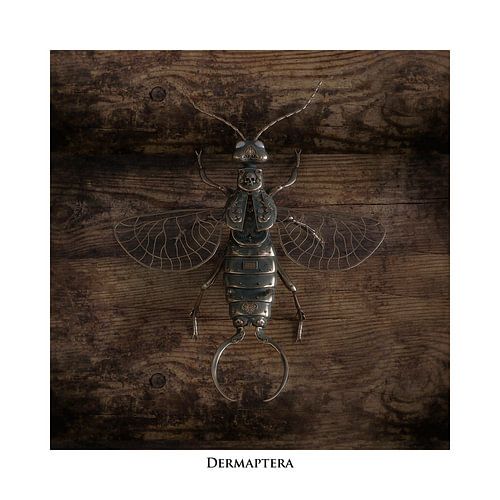 Steampunk Dermaptera