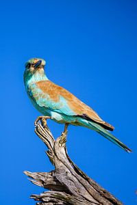 Rouleau (rouleau européen) sur une souche d'arbre, PN Kruger, Afrique du Sud