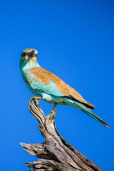 Rouleau (rouleau européen) sur une souche d'arbre, PN Kruger, Afrique du Sud par The Book of Wandering