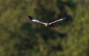 Harrier flies past the forest