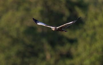 Kiekendief vliegt langs het bos van Inge van den Brande
